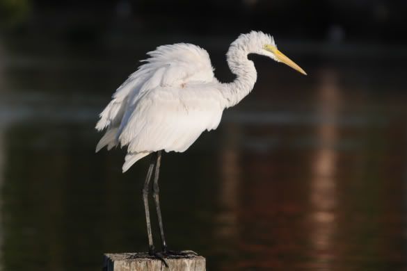 Egret DSC_29444