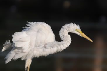 Egret DSC_29455