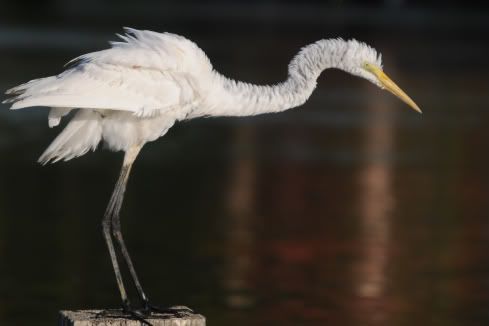 Egret DSC_29477