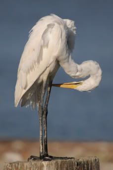 Egret DSC_29911