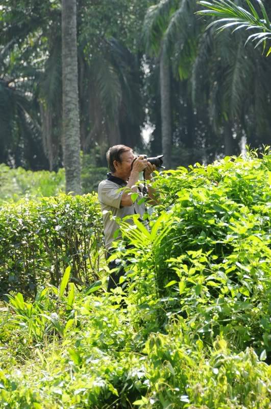 The plantation " Teh Boh" in Kuala Langat DSC_6091