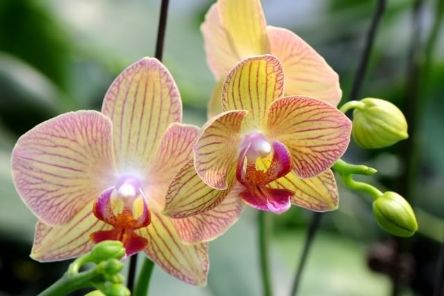 Orchid HSW_1714