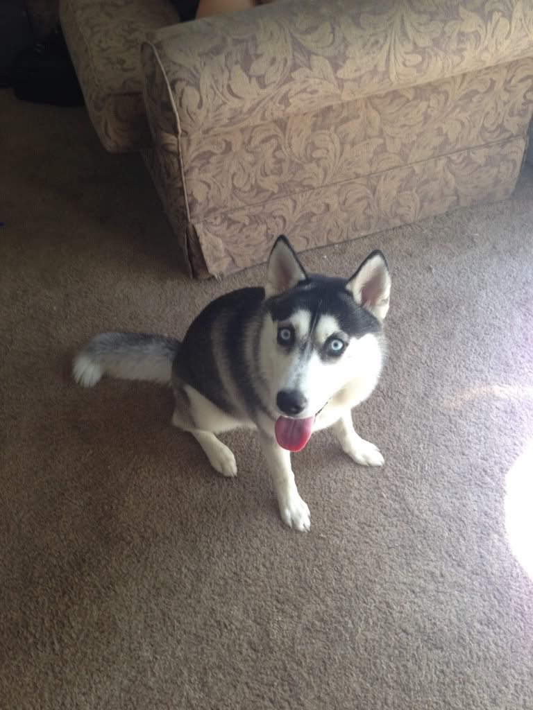 Meet Lana, Our First Husky 14FC423C-E2DF-49FC-B74B-1F8ACB6438D2-14213-00000A4DF948344B_zps520bb6d1