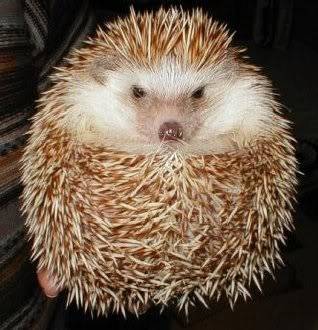 sweeties!!! Hedgehog