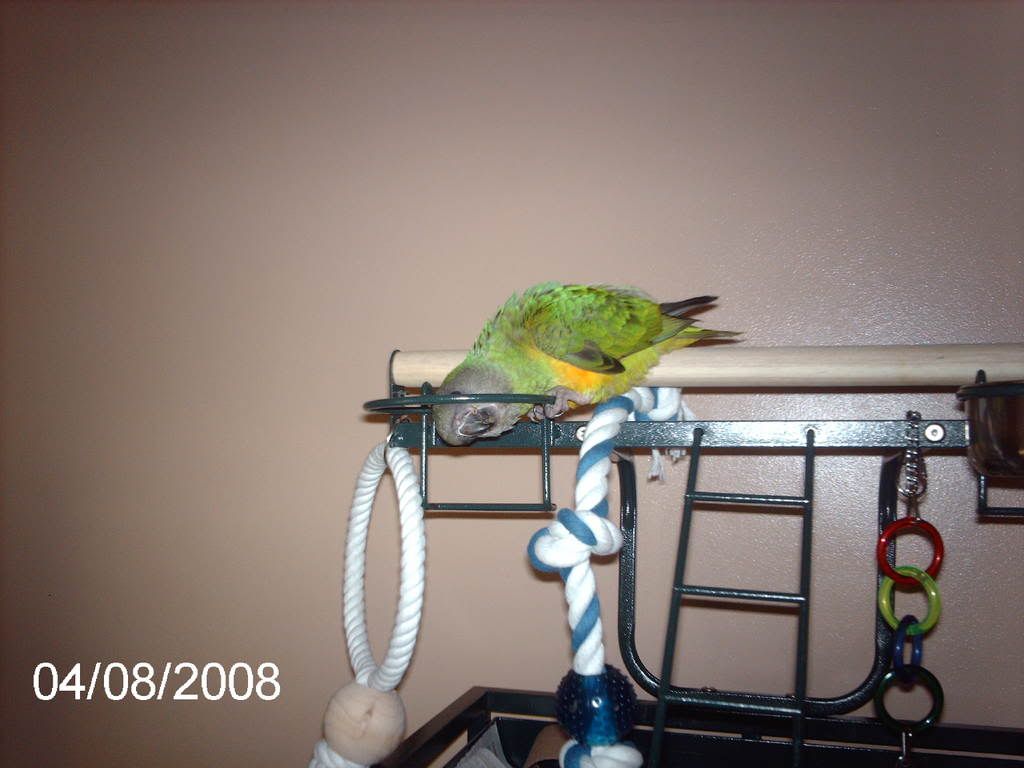 carlos trying to climb through his dish ring