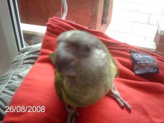 carlos using my ironing pile as a perch