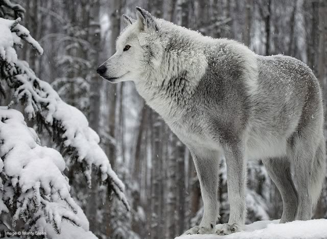 Герои на върколаците White-wolf-big