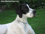 Missing English Pointer - Boreley Ella