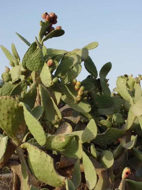 indijska smokva; Opuntia ficus-indica MenfiSICILIA2006075