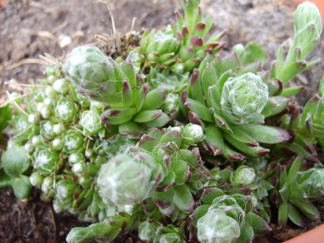 2013 - uvarkua - sempervivum S5004545