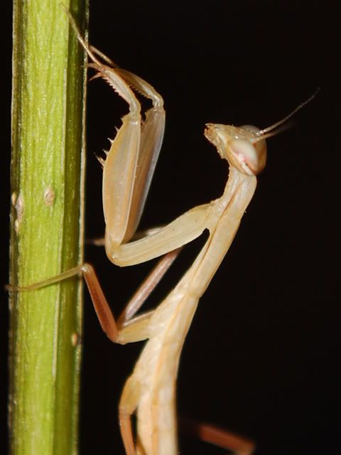 Mantis Religiosa  de chine et Ephestiasula pictipes CSC_4129