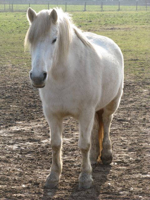 Et si on parlais de nos petits et gros poney en vrai fourrure de ...Poney ?? 1-4