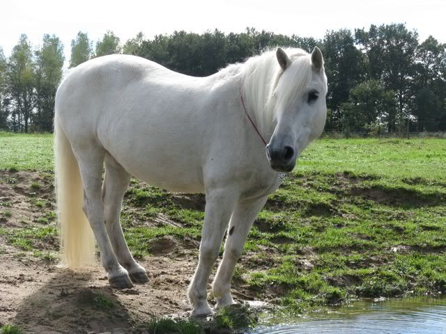 Et si on parlais de nos petits et gros poney en vrai fourrure de ...Poney ?? 65