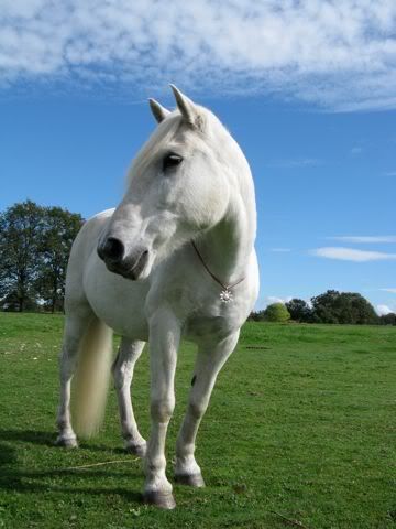 Et si on parlais de nos petits et gros poney en vrai fourrure de ...Poney ?? 67