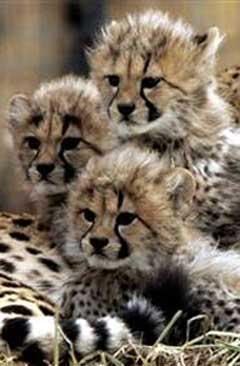 Cute Animal Tournament Round 1.6 Cheetah v Shih Tzus Puppies Cheetah2-711559