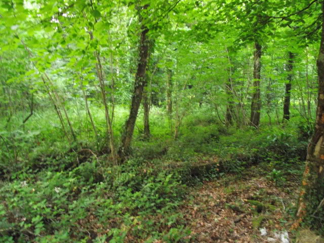 Old Hospital site sparkwell Woods  DSCF0671