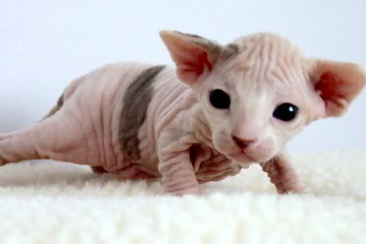 Sfinks make 2_week-old_Female_Sphynx_Suki