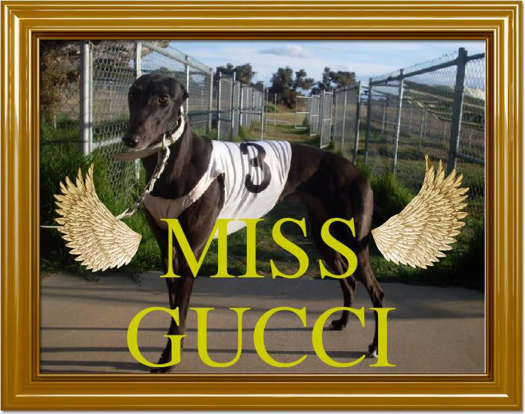 MISS GUCCI 093-1