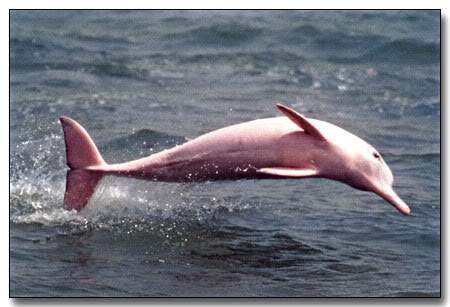 Interesting Animals! (Probably image heavy) Pink-dolphin