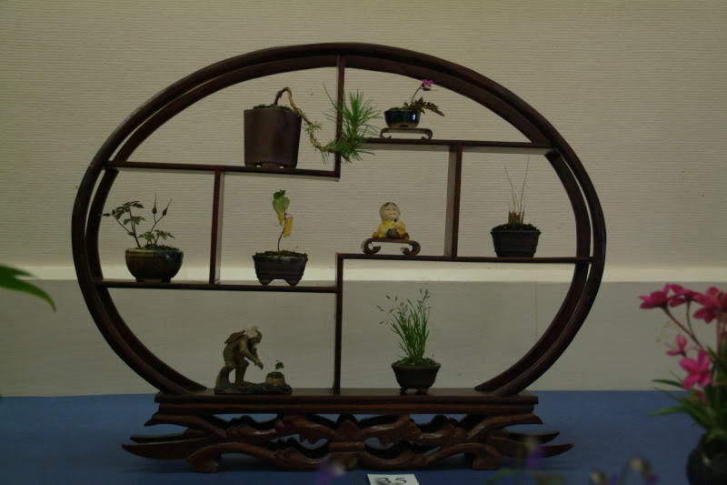 Sei Boku Bonsai Kai, San Mateo , California Saeibokoshow002