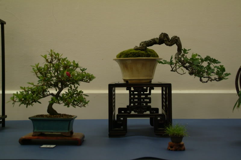 sei boku - Sei Boku Bonsai Kai, San Mateo , California Saeibokoshow004