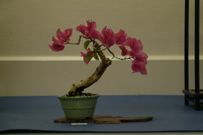 Sei Boku Bonsai Kai, San Mateo , California Saeibokoshow006