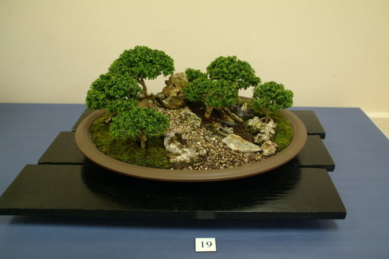 Sei Boku Bonsai Kai, San Mateo , California Saeibokoshow010