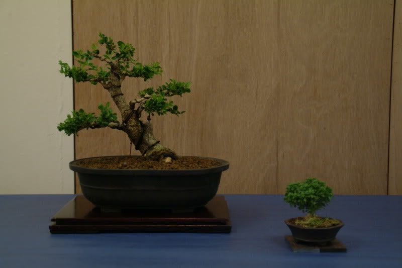 sei boku - Sei Boku Bonsai Kai, San Mateo , California Saeibokoshow015