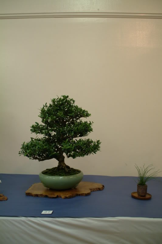 sei boku - Sei Boku Bonsai Kai, San Mateo , California Saeibokoshow022