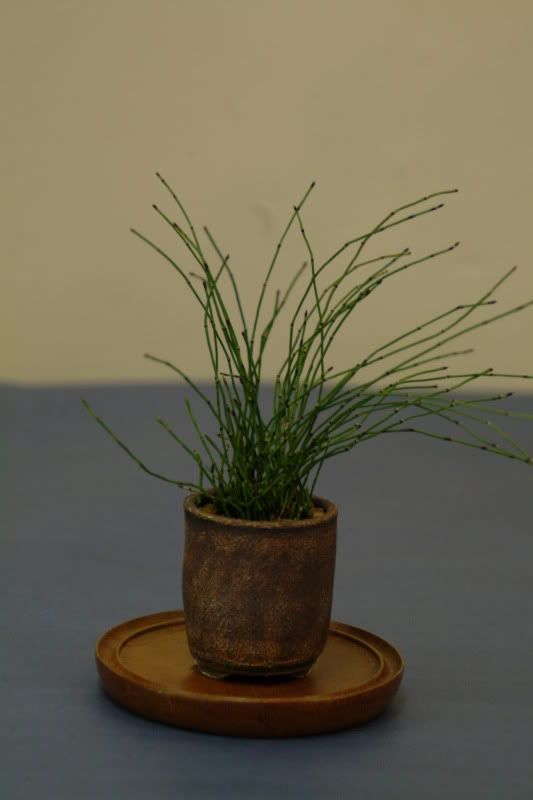 sei boku - Sei Boku Bonsai Kai, San Mateo , California Saeibokoshow024