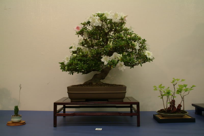 sei boku - Sei Boku Bonsai Kai, San Mateo , California Saeibokoshow039