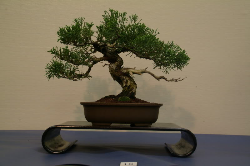 Sei Boku Bonsai Kai, San Mateo , California Saeibokoshow042