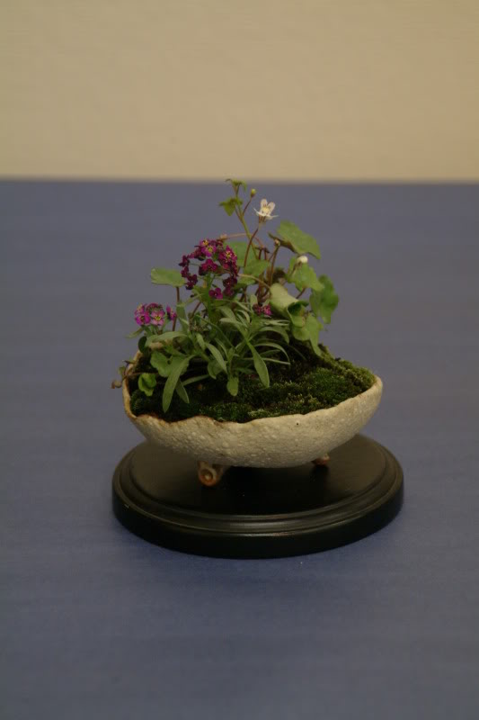 sei boku - Sei Boku Bonsai Kai, San Mateo , California Saeibokoshow045