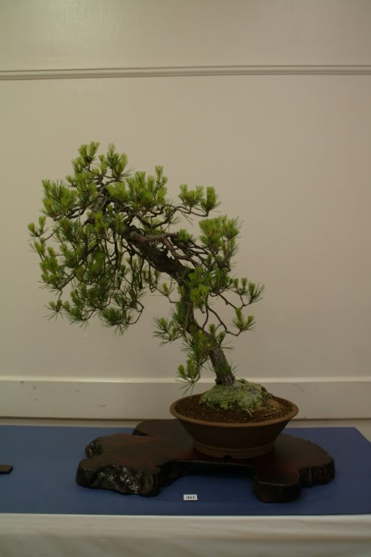 sei boku - Sei Boku Bonsai Kai, San Mateo , California Saeibokoshow047