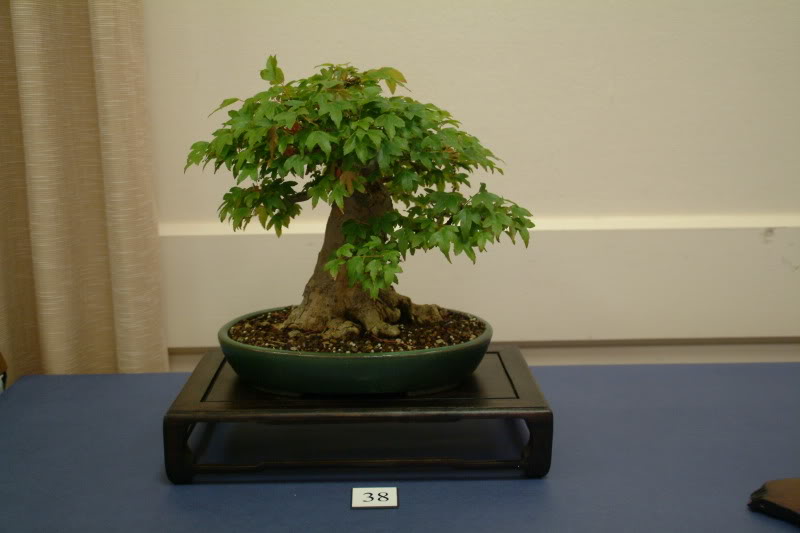 Sei Boku Bonsai Kai, San Mateo , California Saeibokoshow049