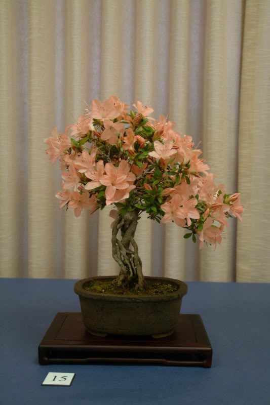 sei boku - Sei Boku Bonsai Kai, San Mateo , California Saeibokoshow053