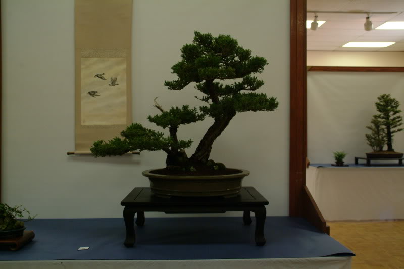 sei boku - Sei Boku Bonsai Kai, San Mateo , California Saeibokoshow064