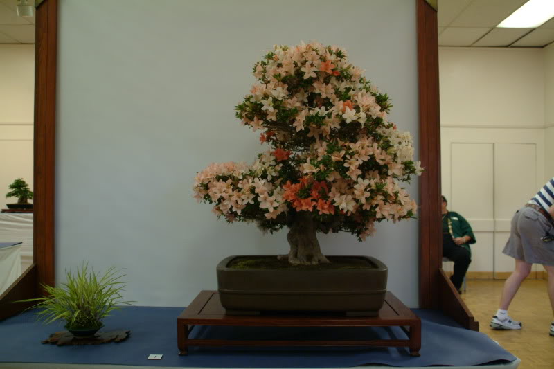 sei boku - Sei Boku Bonsai Kai, San Mateo , California Saeibokoshow065