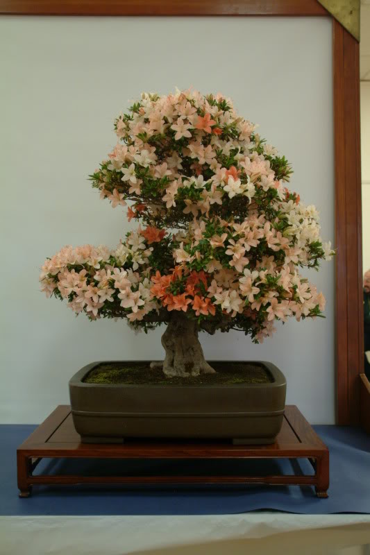 Sei Boku Bonsai Kai, San Mateo , California Saeibokoshow066