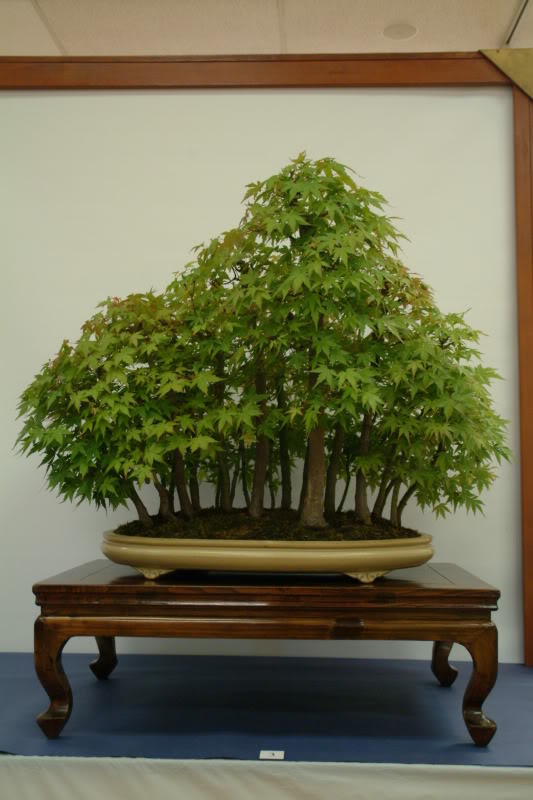 sei boku - Sei Boku Bonsai Kai, San Mateo , California Saeibokoshow068