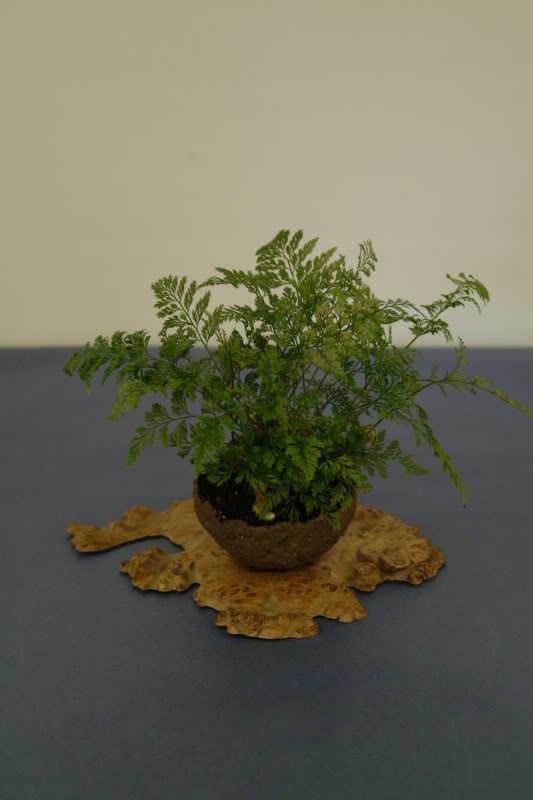 sei boku - Sei Boku Bonsai Kai, San Mateo , California Saeibokoshow073