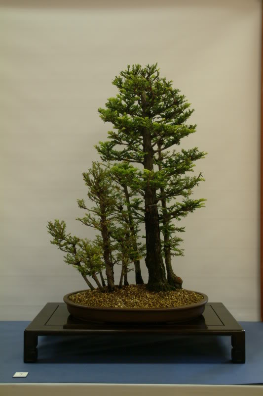 sei boku - Sei Boku Bonsai Kai, San Mateo , California Saeibokoshow074