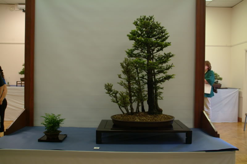 Sei Boku Bonsai Kai, San Mateo , California Saeibokoshow075