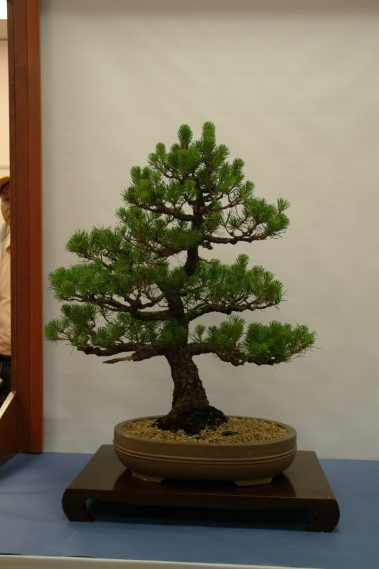 Sei Boku Bonsai Kai, San Mateo , California Saeibokoshow078