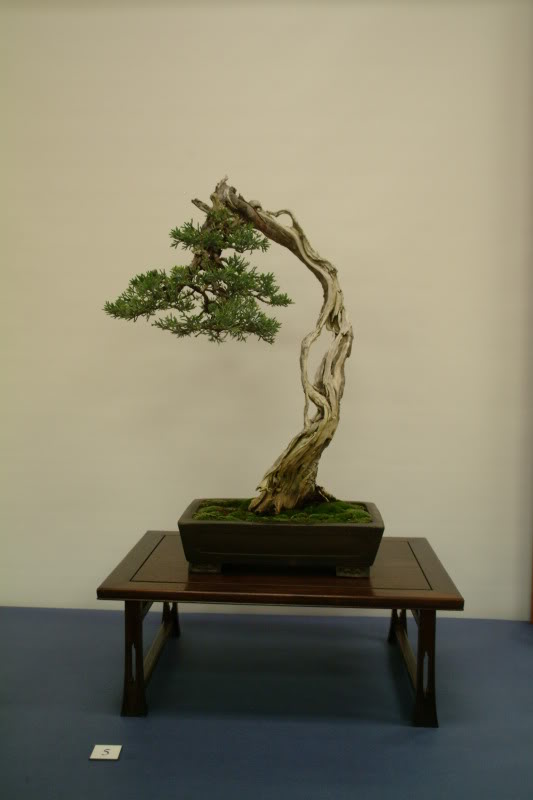 Sei Boku Bonsai Kai, San Mateo , California Saeibokoshow079