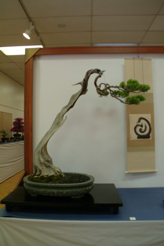 Sei Boku Bonsai Kai, San Mateo , California Saeibokoshow083