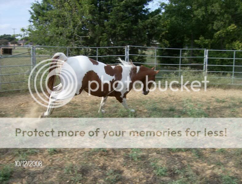 Emma Meets the Donkeys HPIM5397