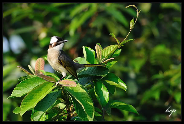 Wetland Trip 062