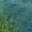 Some Transitional Tiles Waterlightgrass_3