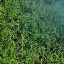 Some Transitional Tiles Waterlightgrass_4